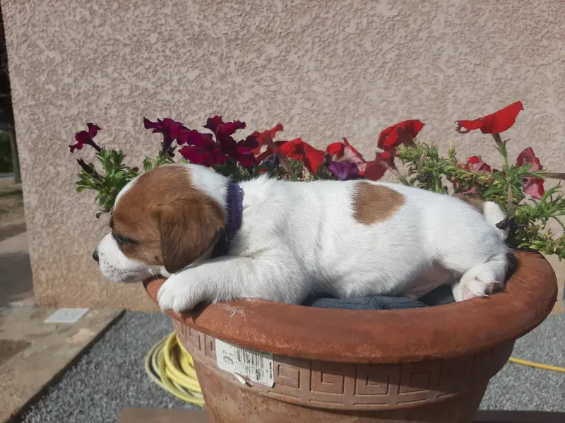 Portée de Jack Russell terrier, élevage Du Clos d'Allinge