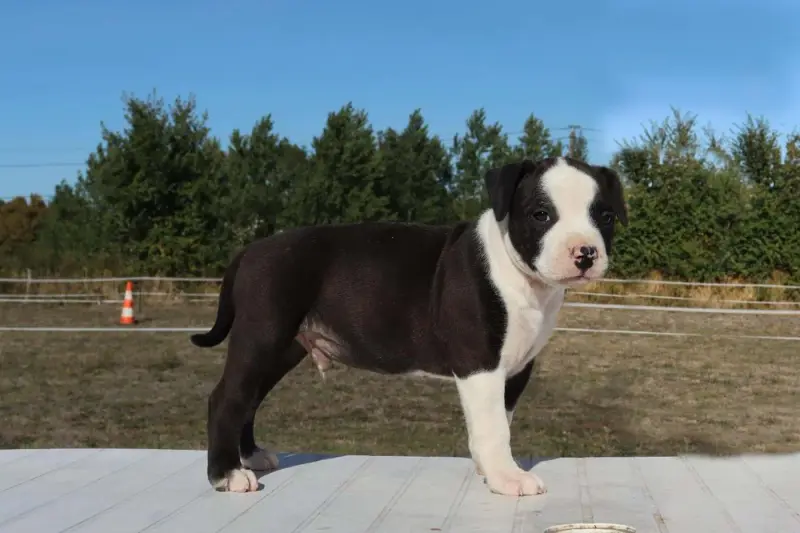 Bueno, American Staffordshire terrier, élevage Du Domaine du Sautadet