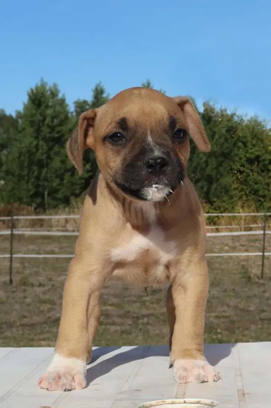 Berlioz, American Staffordshire terrier, élevage Du Domaine du Sautadet
