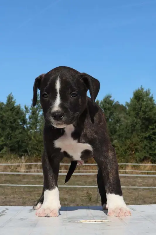 Bolt, American Staffordshire terrier, élevage Du Domaine du Sautadet