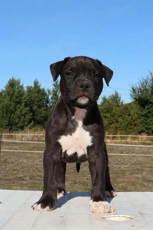 Blake, American Staffordshire terrier, élevage Du Domaine du Sautadet