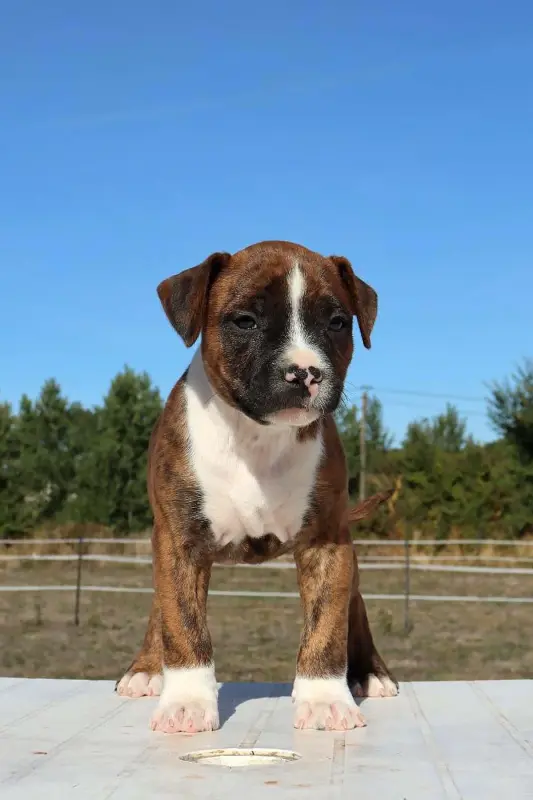 Bohème, American Staffordshire terrier, élevage Du Domaine du Sautadet