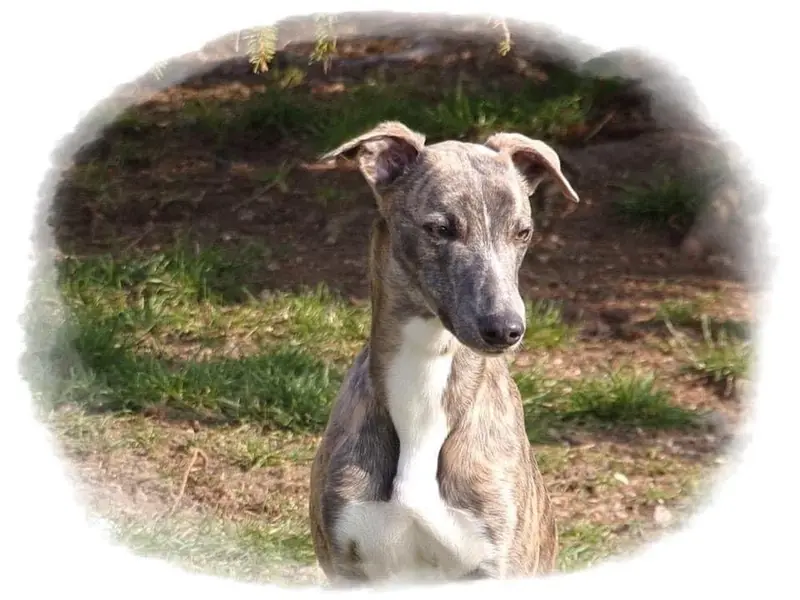 Portée de Whippet, élevage Du Domaine Belle Rose