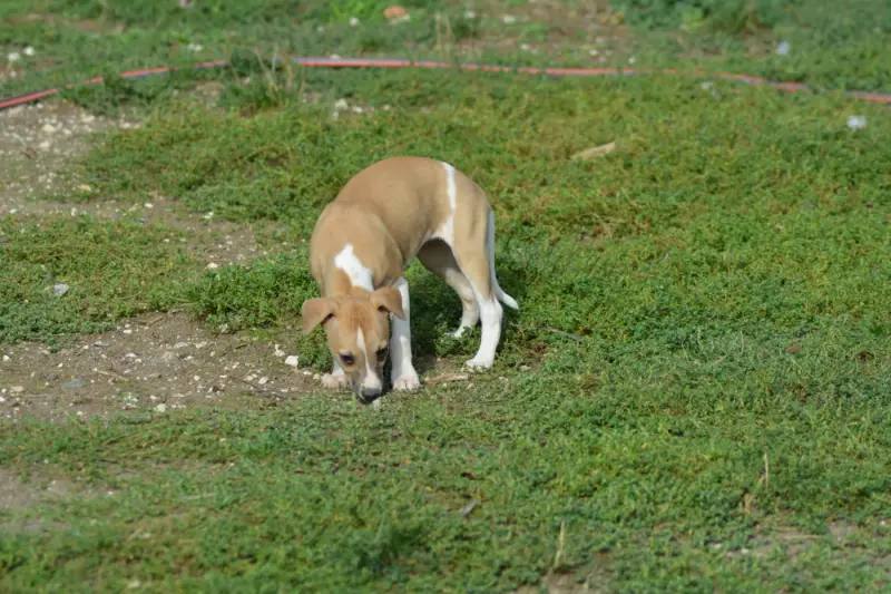 Portée de Whippet, élevage Du Domaine Belle Rose