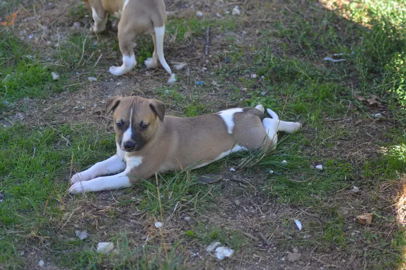 Portée de Whippet, élevage Du Domaine Belle Rose
