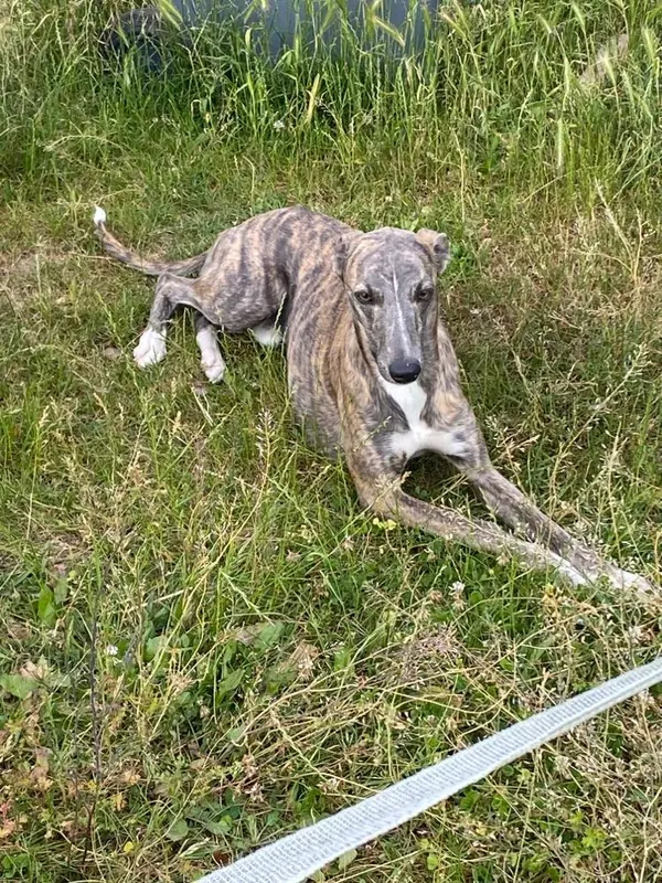 Portée de Whippet, élevage Du Domaine Belle Rose