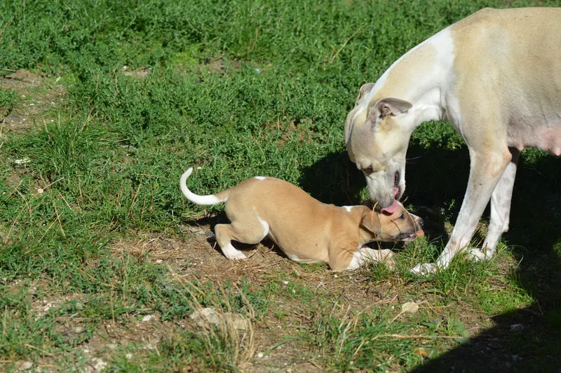Portée de Whippet, élevage Du Domaine Belle Rose