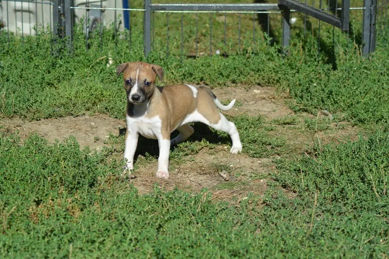 Portée de Whippet, élevage Du Domaine Belle Rose