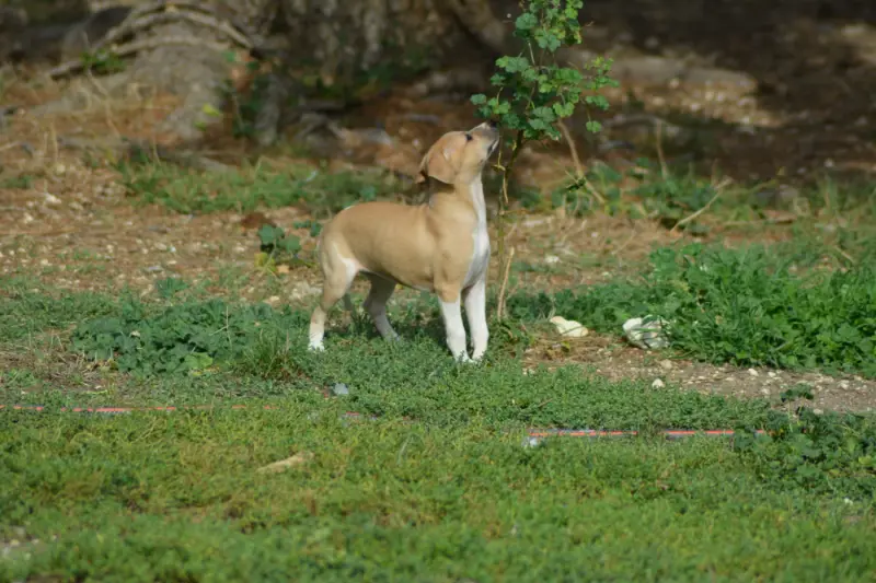 Portée de Whippet, élevage Du Domaine Belle Rose