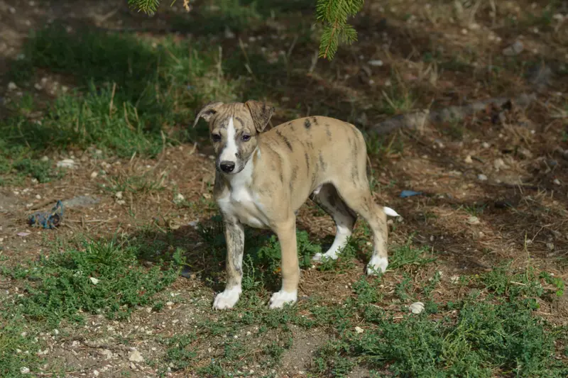 Billy, Whippet, élevage Du Domaine Belle Rose