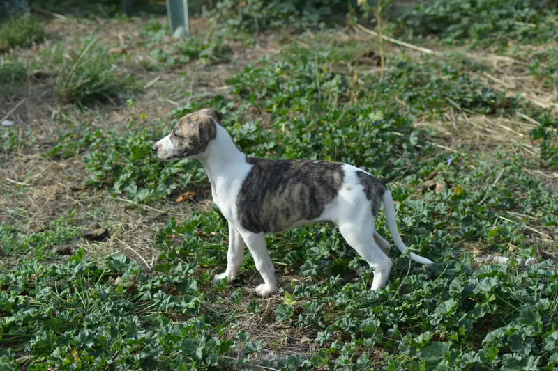 Bandit, Whippet, élevage Du Domaine Belle Rose