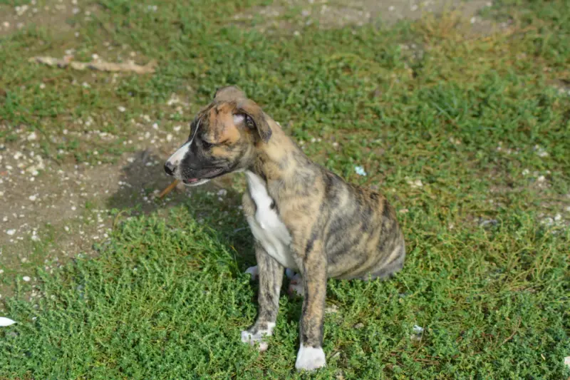 Bounty, Whippet, élevage Du Domaine Belle Rose