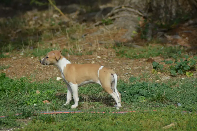 Bohème, Whippet, élevage Du Domaine Belle Rose