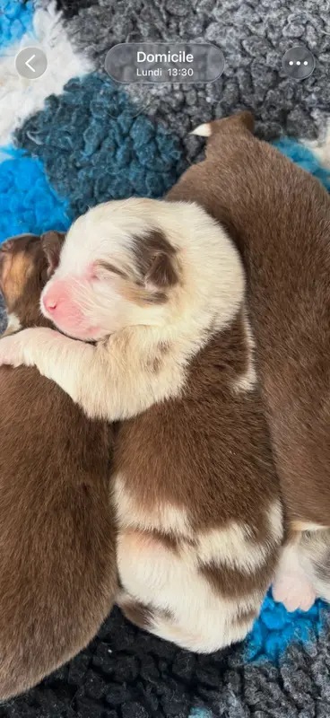 Chiot, Berger australien, élevage Du Domaine des Robes Sacrees