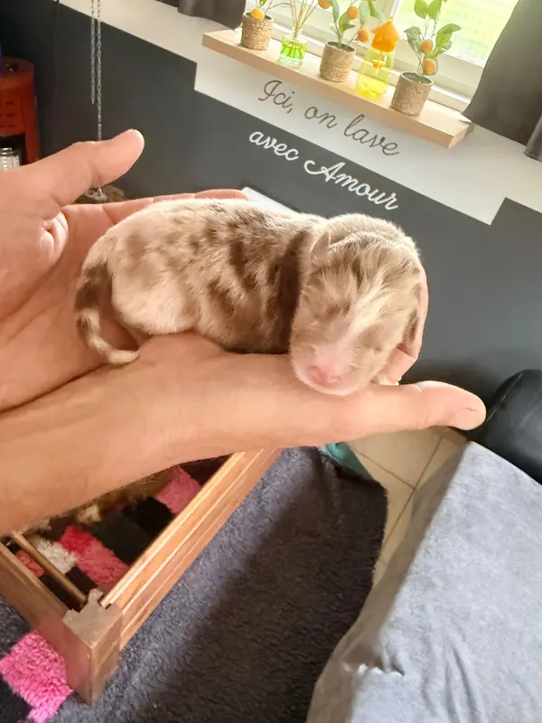 Chiot, Berger australien, élevage Du Domaine des Robes Sacrees