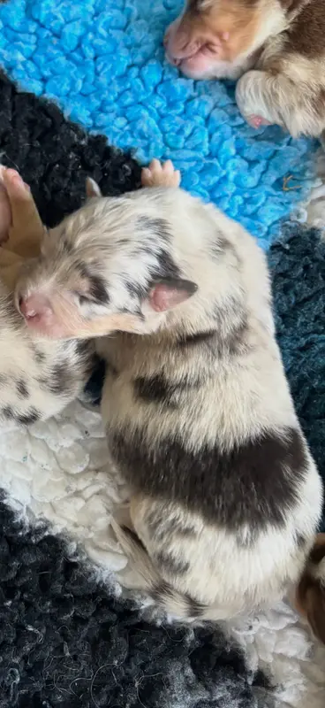 Chiot, Berger australien, élevage Du Domaine des Robes Sacrees