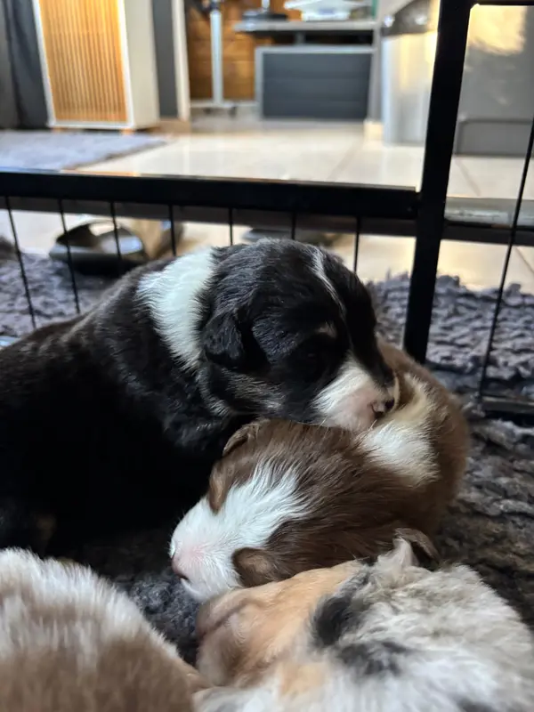 Chiot, Berger australien, élevage Du Domaine des Robes Sacrees