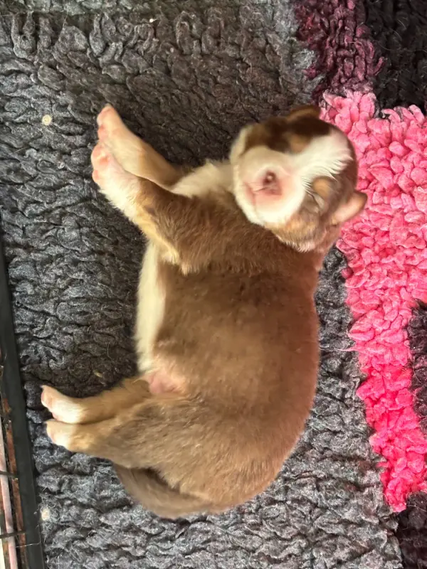 Chiot, Berger australien, élevage Du Domaine des Robes Sacrees