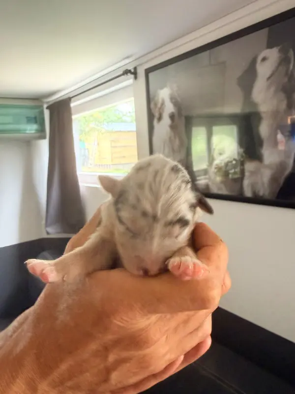 Chiot, Berger australien, élevage Du Domaine des Robes Sacrees