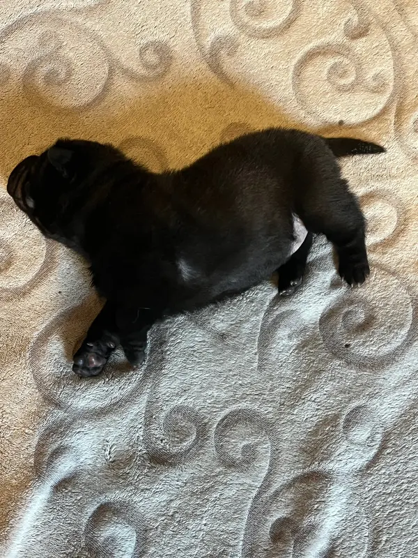 Chiot, Shar-pei, élevage Les Gardiens de la Lignee Bleu