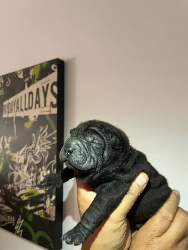 Chiot, Shar-pei, élevage Les Gardiens de la Lignee Bleu