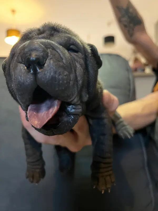 Chiot, Shar-pei, élevage Les Gardiens de la Lignee Bleu