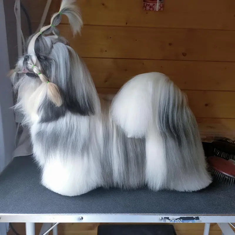 Portée de Shih tzu, élevage Du Bord de Mer Karikate