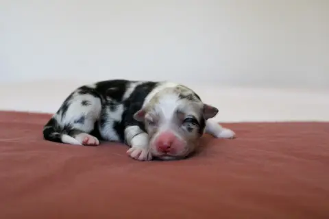 Blue Nova, Berger australien, élevage Of Wolf Descendants