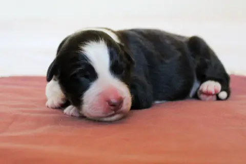 Black jack, Berger australien, élevage Of Wolf Descendants