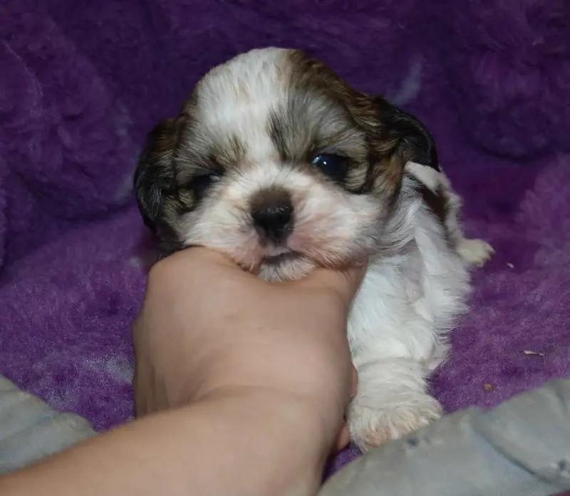 2 Balmain, Shih tzu, élevage De la Maison du Ryez