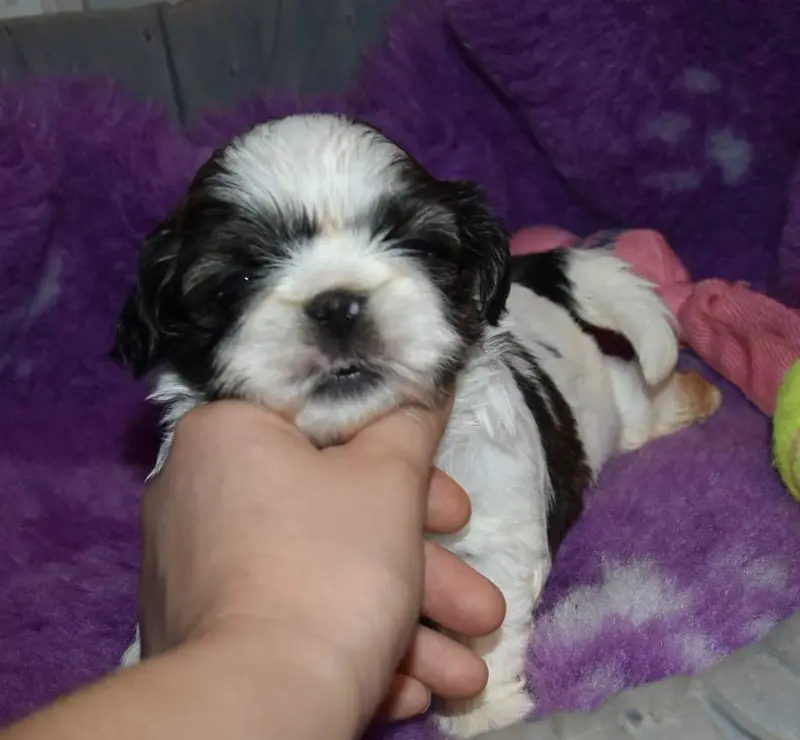 CHIOT 3 B................ de la maison du ryez, Shih tzu, élevage De la Maison du Ryez
