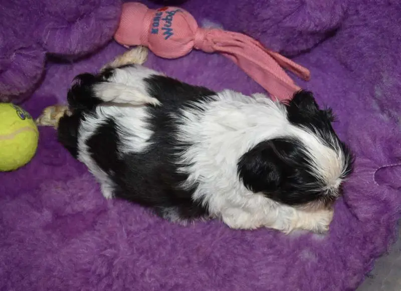 Portée de Shih tzu, élevage De la Maison du Ryez