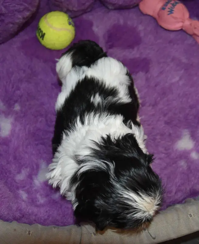 Portée de Shih tzu, élevage De la Maison du Ryez