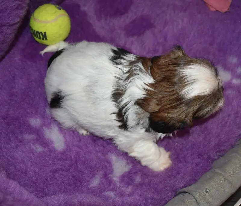 Portée de Shih tzu, élevage De la Maison du Ryez