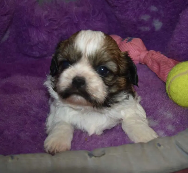 Portée de Shih tzu, élevage De la Maison du Ryez