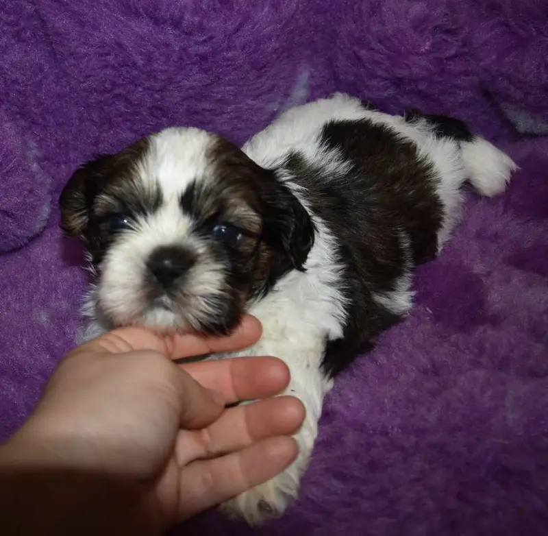 Portée de Shih tzu, élevage De la Maison du Ryez