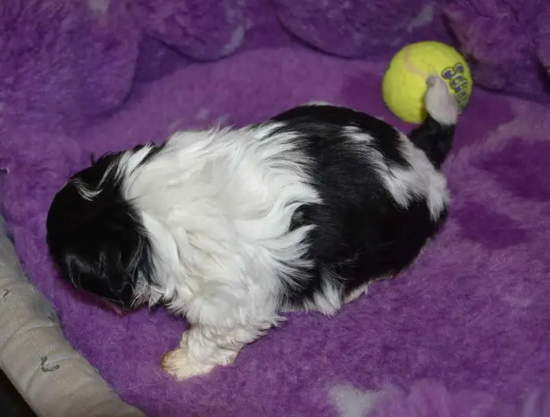 Portée de Shih tzu, élevage De la Maison du Ryez