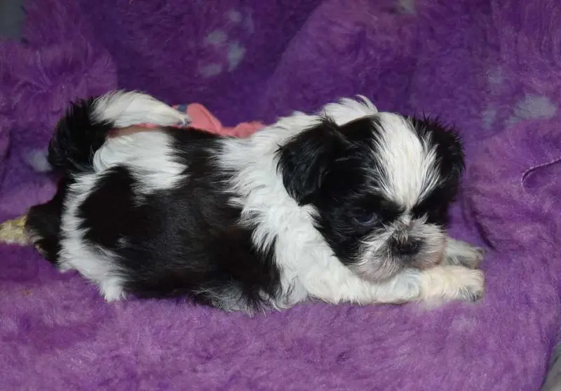 Portée de Shih tzu, élevage De la Maison du Ryez
