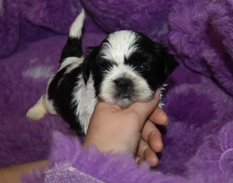 CHIOT 2 B................ de la maison du ryez, Shih tzu, élevage De la Maison du Ryez