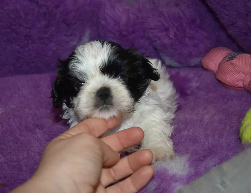 CHIOT 5 B................ de la maison du ryez, Shih tzu, élevage De la Maison du Ryez
