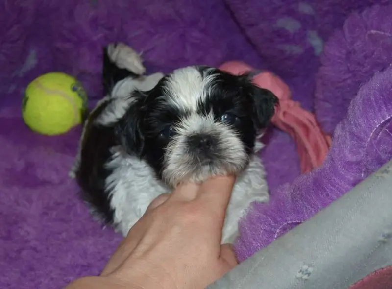 Portée de Shih tzu, élevage De la Maison du Ryez