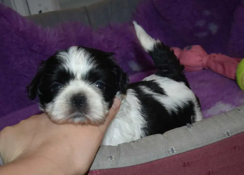 CHIOT 1 B................ de la maison du ryez, Shih tzu, élevage De la Maison du Ryez
