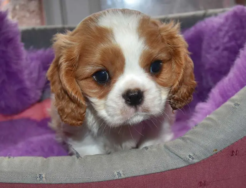 Portée de Cavalier King Charles, élevage De la Maison du Ryez