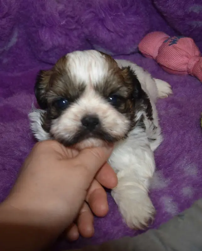 CHIOT 1 B................ de la maison du ryez, Shih tzu, élevage De la Maison du Ryez