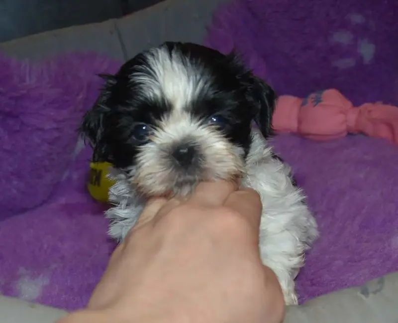 Portée de Shih tzu, élevage De la Maison du Ryez