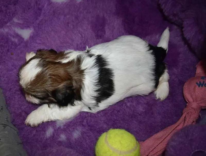 Portée de Shih tzu, élevage De la Maison du Ryez