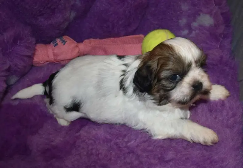 Portée de Shih tzu, élevage De la Maison du Ryez