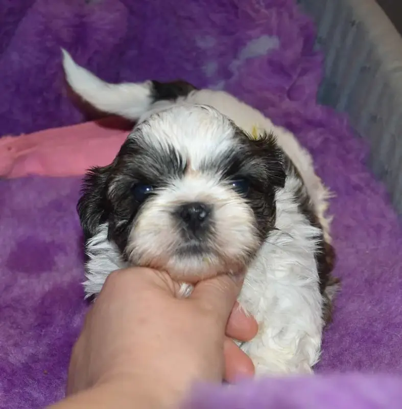 Portée de Shih tzu, élevage De la Maison du Ryez