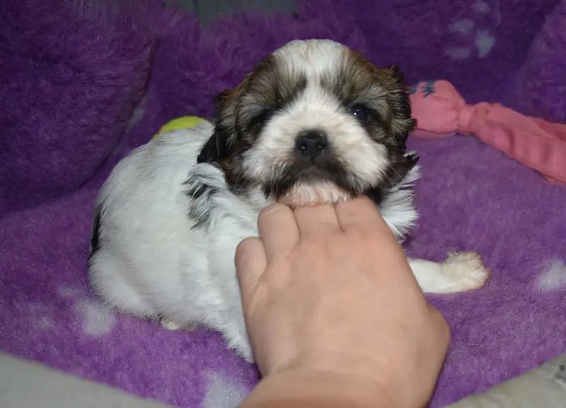 Portée de Shih tzu, élevage De la Maison du Ryez
