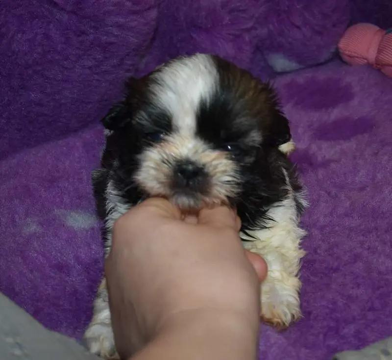 CHIOT 3 B................ de la maison du ryez, Shih tzu, élevage De la Maison du Ryez